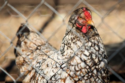Установиха огнище на птичи грип във ферма и в хасковско село