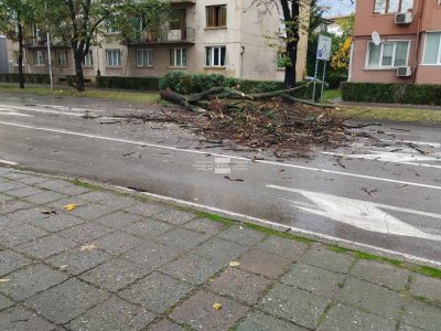 Дърво падна на централна улица в Благоевград (СНИМКИ)