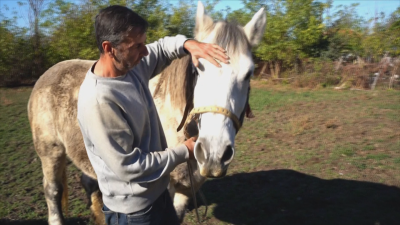 Монтанското село Разград се изправя в защита на бременна кобила