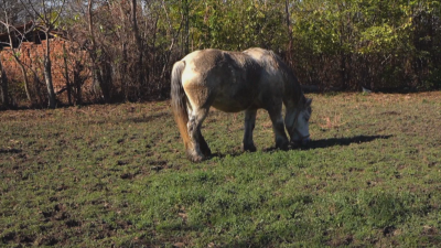 Бременната кобила в село Разград която искаха да евтаназират заради