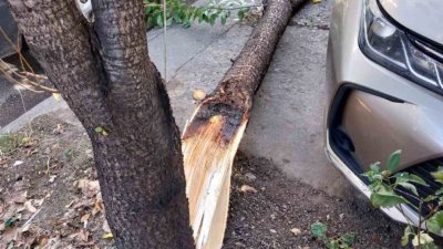 Над 50 са падналите дървета и клони в Пловдив, няма пострадали