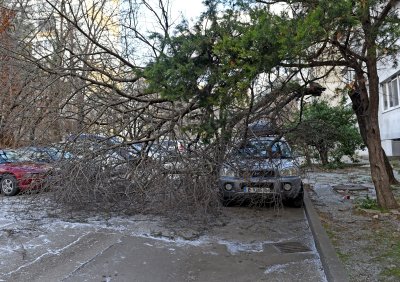 Близо 50 сигнала за паднали дървета и нарушено електроподаване са получени в Община Варна