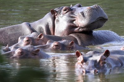 Започва стерилизация на хипопотамите на покойния Пабло Ескобар