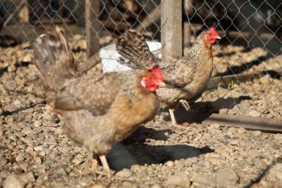 В област Сливен се въвеждат мерки срещу птичи грип съобщиха
