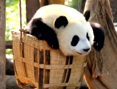 Панда впечатли цял зоопарк със своята креативност (ВИДЕО)
