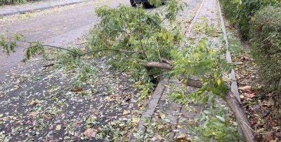 Силният вятър в област Бургас събори дървета и клони по