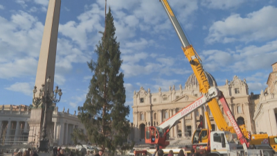 Издигнаха коледната елха пред Ватикана