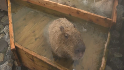 Капибари от зоопарк в Токио бяха зарадвани с гореща вана