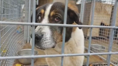 Приют на ужасите: При какви условия живеят кучетата в Горни Богров?