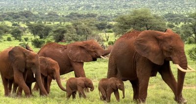 Слончета близнаци се родиха в Кения (ВИДЕО)