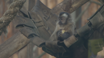 Маймуна и сурикат починаха в зоопарка в София - яли неподходяща храна, подхвърлена от посетители