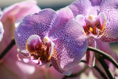 Учени откриха нов вид орхидея в Китай