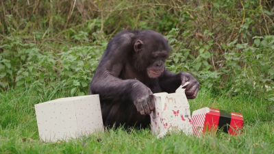 Коледа подрани тази година за шимпанзетата в зоопарк във Великобритания