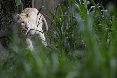 Три бели лъвчета са се родили тази седмица в зоопарк