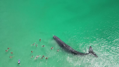 Кит доплува близо до плажовете в Пърт Австралия Видеото е запечатало