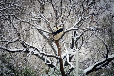 Неподправена радост от снега цари в Пекинския зоопарк Гигантските панди