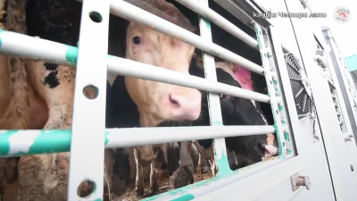 Зоозащитници настояват за забрана за превоз на животни при екстремни температури