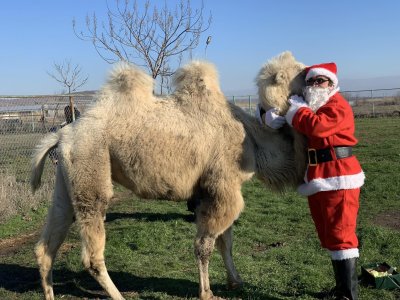 Дядо Коледа ще раздава коледни подаръци на животните в Зоопарк