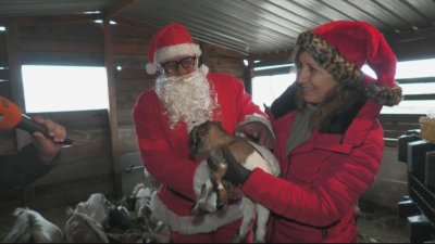 Коледният дух завладя и зоопарка в Бургас Дядо Коледа вече