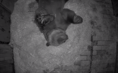 Как заспива мечокът Тони в Софийския зоопарк (Видео)