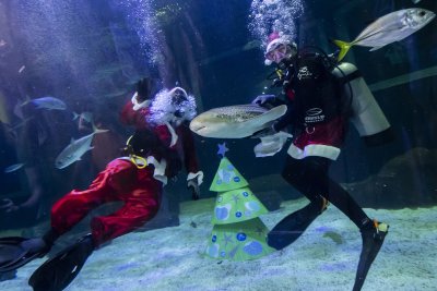 Представления в който Дядо Коледа се гмурна в аквариума с