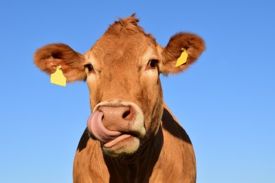 В САЩ стадо крави избягали от ферма тероризират жителите на