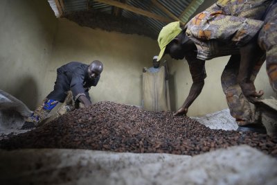 Нелегалната реколта от какао в нигерийските тропически гори (СНИМКИ)
