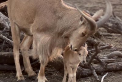 Гривест козирог се роди в зоопарка в Бургас На цвят