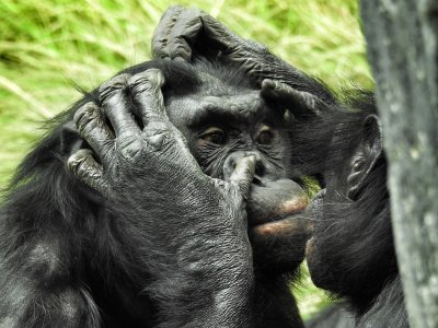 Проучване разкрива че дребните шимпанзета от вида бонобо имат най дългата