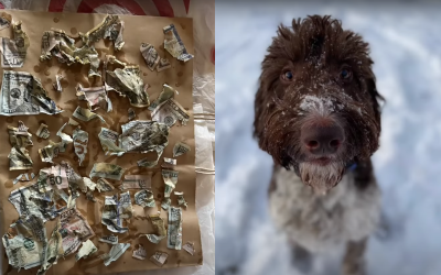Куче изяде 4000 долара в брой