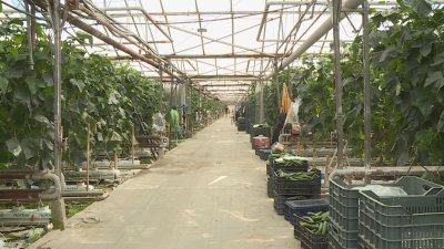 Скок на цените на краставиците и доматите през новата година