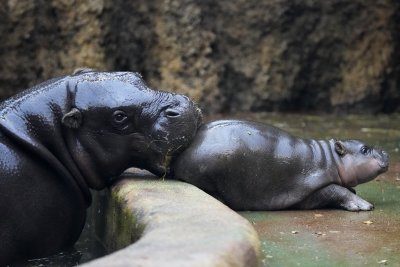 Рядко срещан мъжки хипопотам джудже радва посетителите на зоопарк в Чехия (СНИМКИ)