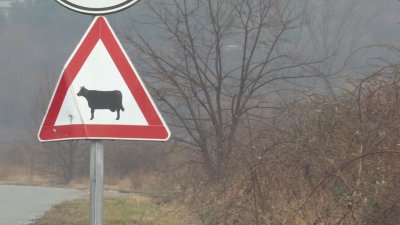 Тежки катастрофи заради безстопанствени животни на път Е79 и АМ "Струма"