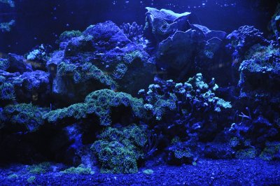 Учени картографираха най големия дълбоководен коралов риф простиращ се на стотици