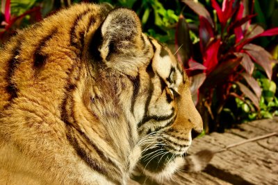 Тризнаци от застрашен вид тигри се родиха в Източен Китай