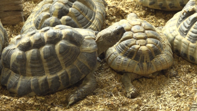 55 костенурки от Спасителния център в несебърското село Баня не