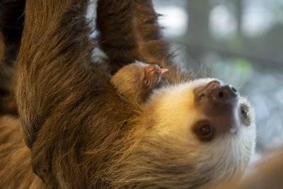 В зоологическата градина във Флорида дебютира очарователно пухкаво бебе Хофманов
