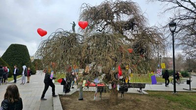 Дървото на влюбените "разцъфна" в Русе (СНИМКИ/ВИДЕО)