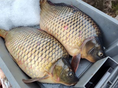 Незаконен улов в бургаското езеро Мандра