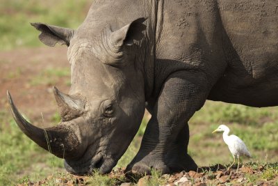Носорози от изчезващ вид бяха преместени на ново място в Кения