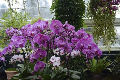 Орхидеи и мода се смесват в оранжерията на Ботаническата градина в Ню Йорк (СНИМКИ)