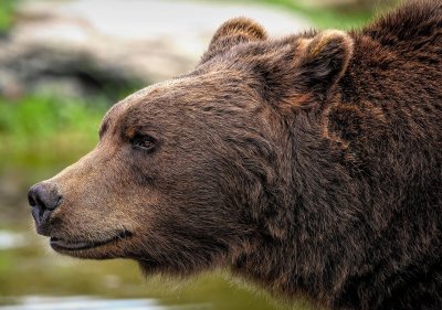 Разрешение за отстрел на проблемна мечка поиска Държавното горско стопанство
