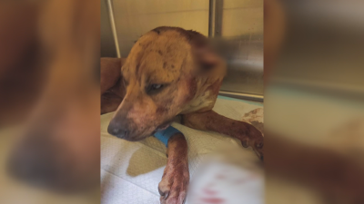 Напрежение в Русе заради агресия над домашно куче Свидетели на