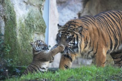 Суматранското тигърче Кала направи първите си стъпки в зоопарка в