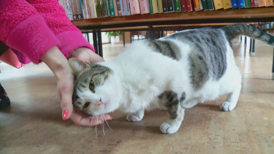 Коте в читалнята: Служители на библиотеката в Пловдив с подписка в защита на котарака Гого