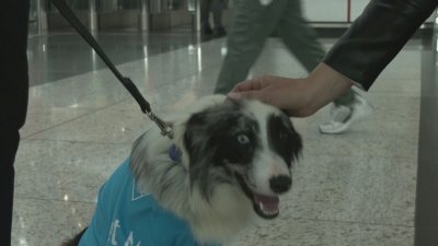 Кучета терапевти заработиха на летище Истанбул Четириногите служители са наети