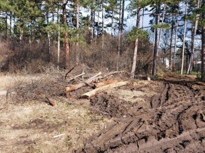 Административният съд потвърди глоба от 100 000 лв. за сеч в Борисовата градина