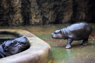 Рядък вид хипопотам джудже се роди в зоопарка в Атина
