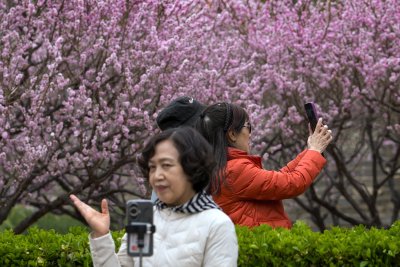 Първите вишневи цветове цъфнаха в Япония (СНИМКИ)