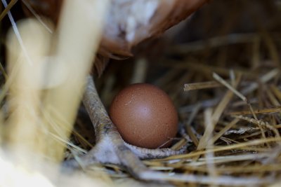 Цената на яйцата е близо до исторически връх в световен